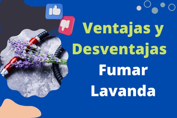 Ventajas y Desventajas de Fumar Lavanda