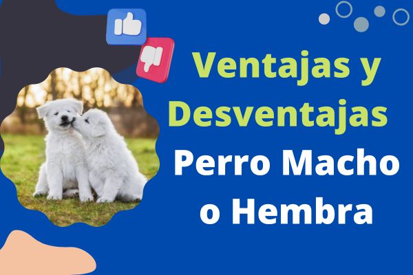 Ventajas y Desventajas de un Perro Macho o Hembra