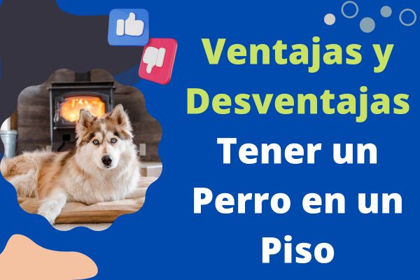 Ventajas y Desventajas de Tener un Perro en un Piso