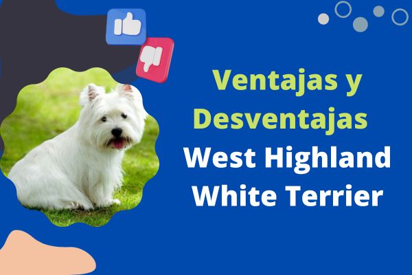 qué tan pesado debe ser un westie